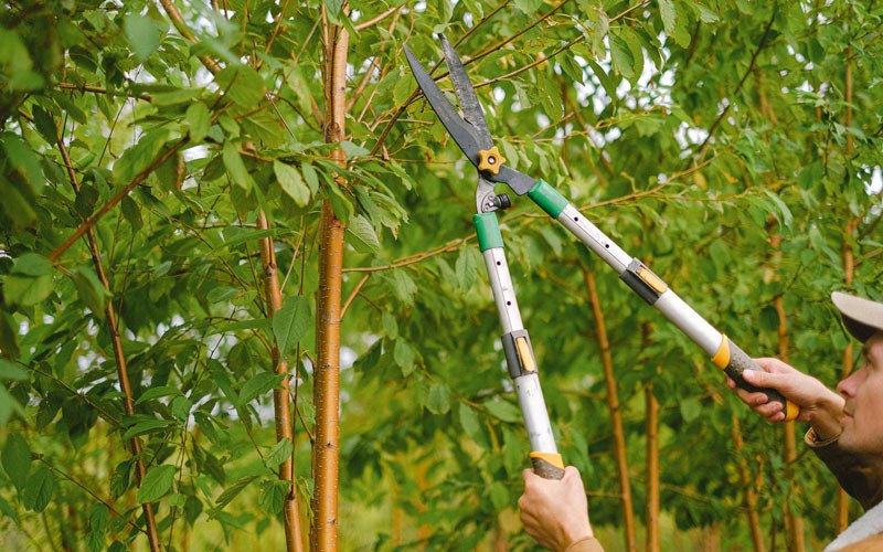 Tree trimming in Willingboro, NJ